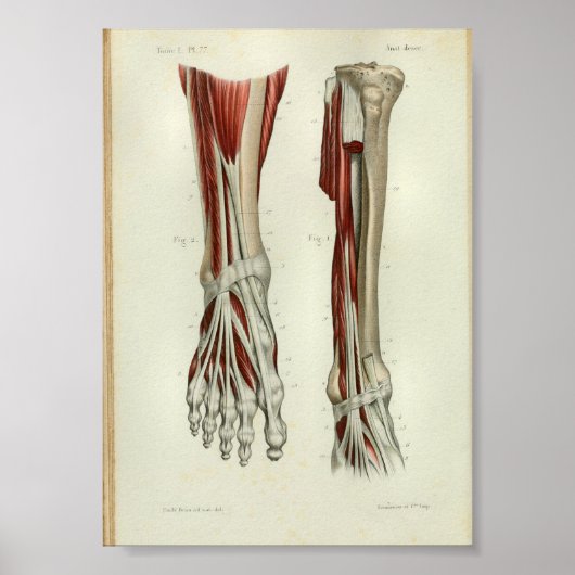 1844  anatomie Afdrukspieren Oppoot Poster (Voorkant)