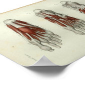 1844  anatomie Afdrukspieren Oppoot Poster (Hoek)