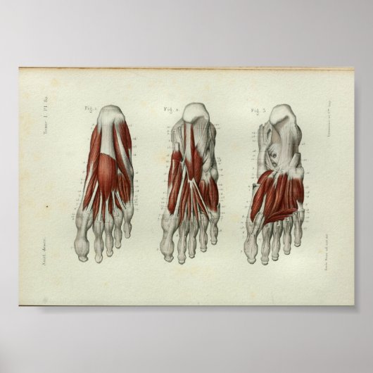 1844  anatomie Afdrukspieren Oppoot Poster (Voorkant)