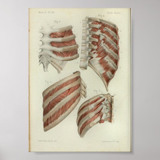 1844 anatomie Afdrukspieren Ribben Poster (Voorkant)