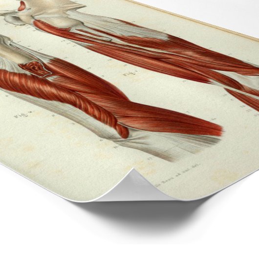 1844 anatomie Afdrukspieren Schouder Poster (Hoek)