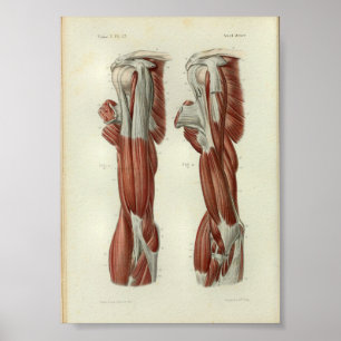 1844  anatomie Afdrukspieren Schouder Poster