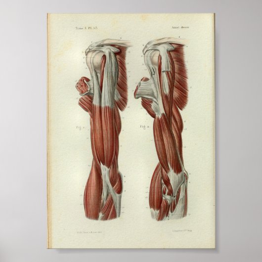 1844 anatomie Afdrukspieren Schouder Poster (Voorkant)
