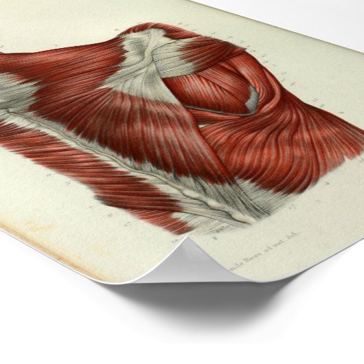 1844  anatomie Afdrukspieren Schouder Poster (Hoek)