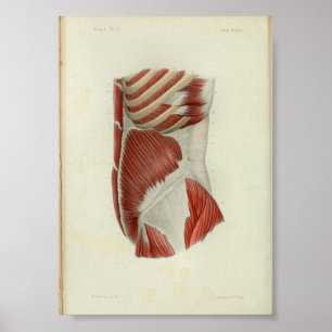 1844  anatomie Afdrukspieren Torso Poster
