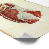 1844 anatomie Afdrukspieren Torso Poster (Hoek)