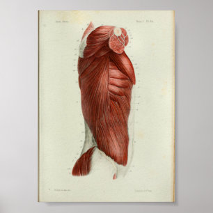 1844 anatomie Afdrukspieren Torso Poster