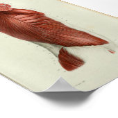 1844 anatomie Afdrukspieren Torso Poster (Hoek)