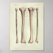 1844  anatomie Afdruktibia Fibula Poster (Voorkant)