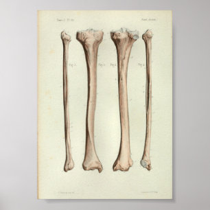 1844  anatomie Afdruktibia Fibula Poster