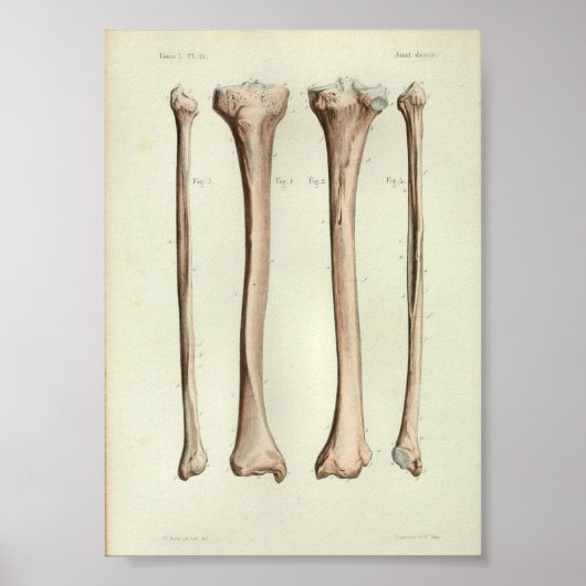 1844  anatomie Afdruktibia Fibula Poster (Voorkant)