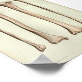 1844  anatomie Afdruktibia Fibula Poster (Hoek)