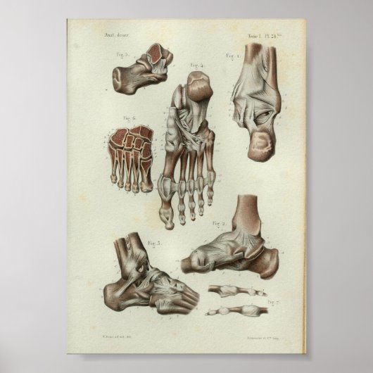1844 anatomie Afdrukvoet ankle Poster (Voorkant)
