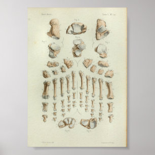 1844  anatomie Afdrukvoet Botten Poster
