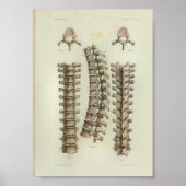 1844  anatomie Druk thoracale wervelkolom af Poster (Voorkant)