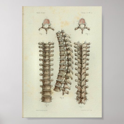 1844  anatomie Druk thoracale wervelkolom af Poster (Voorkant)