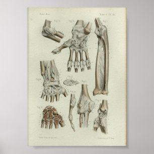 1844  anatomie printartikelen poster