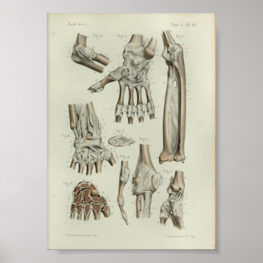 1844  anatomie printartikelen poster (Voorkant)