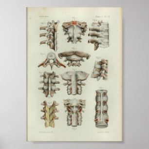 1844  anatomie printruggenwervel poster