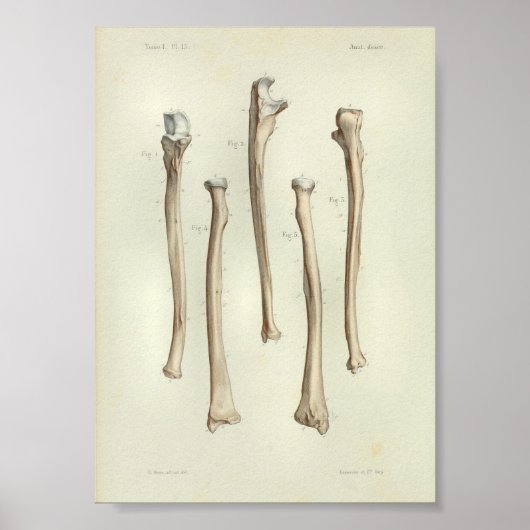1844 anatomie printstraal Ulna Poster (Voorkant)