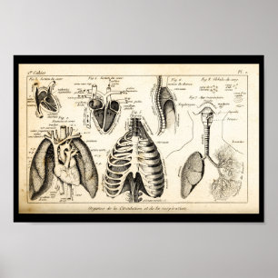  1844 Anatomie van het menselijk hart Afdrukken Poster