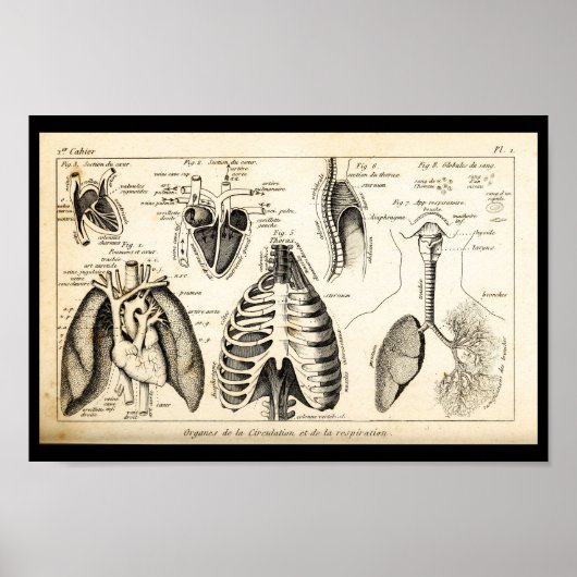  1844 Anatomie van het menselijk hart Afdrukken Poster (Voorkant)