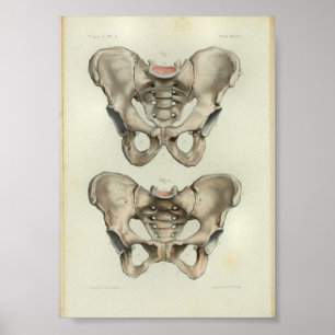 1844  Anatomy Print Pelvis
