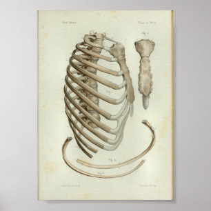 1844  Anatomy Print Rib Cage