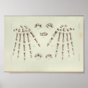 1844  Botten met anatomie Afdrukhand Poster