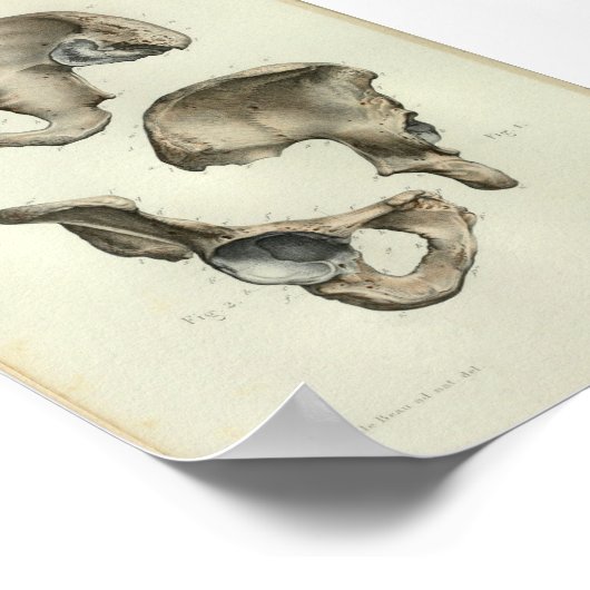 1844 Botten met een anatomie afdruk Poster (Hoek)