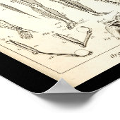  1844 Humaan Skeletanatomie Afdrukken Poster (Hoek)