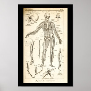 1844 Humaan Skeletanatomie Afdrukken Poster