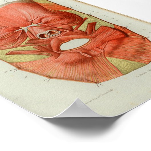 1844 Vintage Anatomie Impression Muscles Face (Coin)