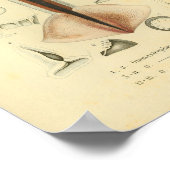  1845 Neon Flying Squid Color Art Print (Hoek)