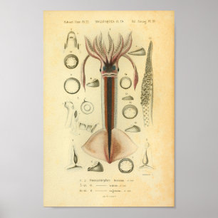  1845 Neon Flying Squid Color Art Print
