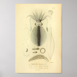  1845 Ref Squid Color Art-afdrukken Poster