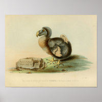 1848 Dodo Bird couleur Vintage impression