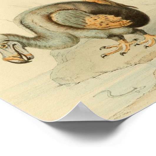 1848 Dodo Extinct Bird  Print (Hoek)