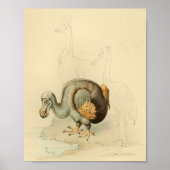 1848 Dodo Extinct Bird  Print (Voorkant)