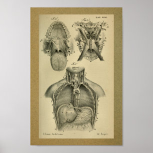 1850 anatomie Afdrukken Abdominale kaviteit Poster