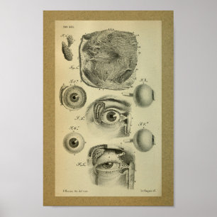 1850  anatomie Afdrukken Menselijk Oog Poster
