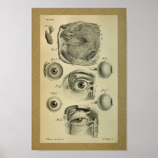 1850  anatomie Afdrukken Menselijk Oog Poster (Voorkant)