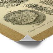 1850 anatomie Afdrukoogarteriën Poster (Hoek)