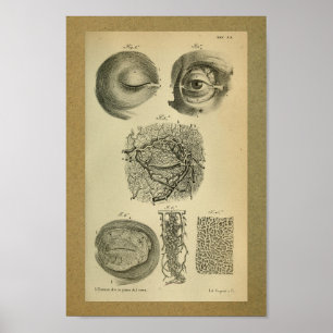 1850  anatomie Afdrukoogarteriën Poster