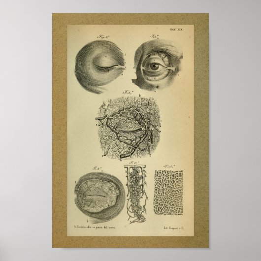 1850 anatomie Afdrukoogarteriën Poster (Voorkant)