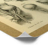 1850  anatomie Afdrukoogspieren Poster (Hoek)