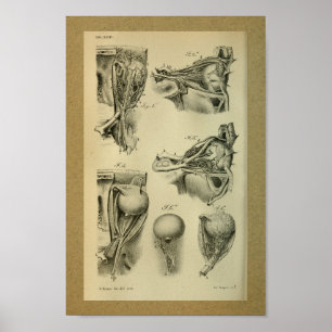 1850  anatomie Afdrukoogspieren Poster
