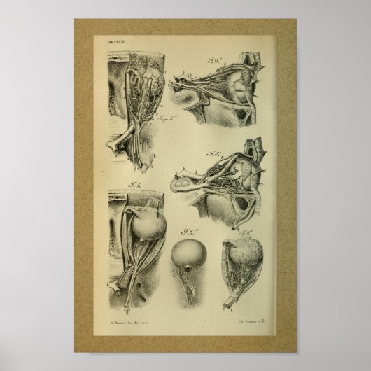 1850  anatomie Afdrukoogspieren Poster (Voorkant)