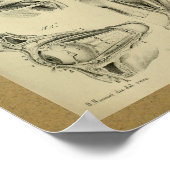 1850 anatomie Afdrukoogspieren Poster (Hoek)