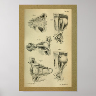 1850  anatomie Afdrukoogspieren Poster